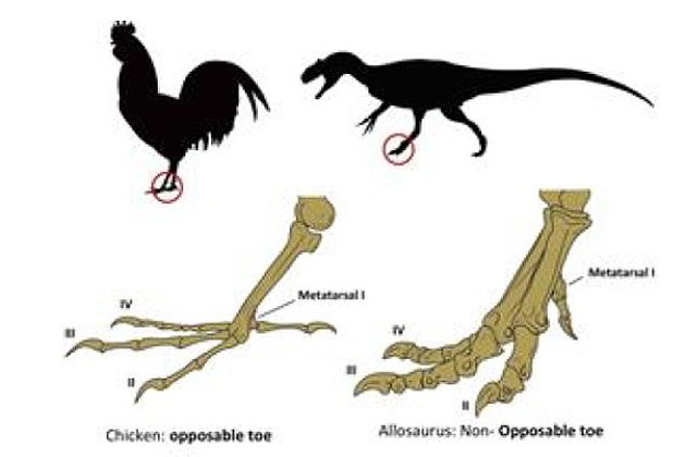 Forscher z\u00fcchten H\u00fchnern DinoKralle zur\u00fcck