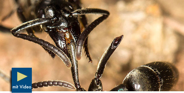 Studie zeigt: Ameisen pflegen verwundete Artgenossen