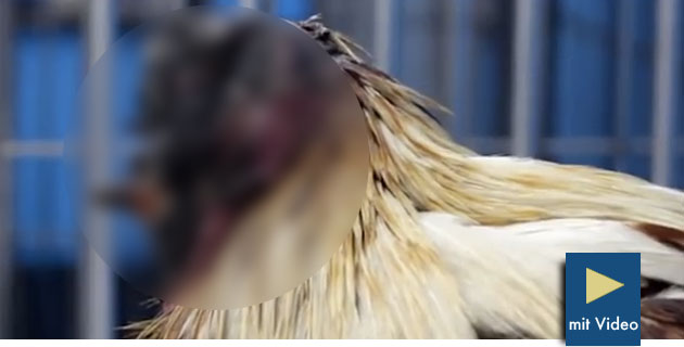Kopfloses Huhn