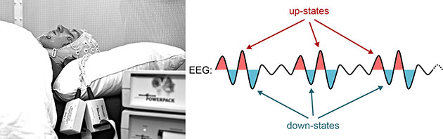 Im Berner Schlaflabor wurden die Hirnströme mittels EEG gemessen. Während des Tiefschlafs zeigen sich langsame Wellen, großamplitudige Wellen, wie sie aktive Phasen der Gehirnzellen in den Wellenbergen (rot = Up-states) und passive Phasen in den Wellentälern (blau = Down-states) beinhalten.