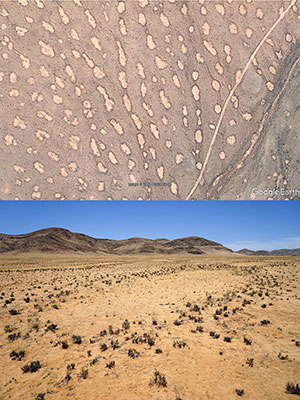 Ovale Riesen-Feenkreise bilden eine Kettenstruktur entlang einer Drainagelinie in Namibia. Copyright: Google Earth (oben), Stephan Getzin (unten)