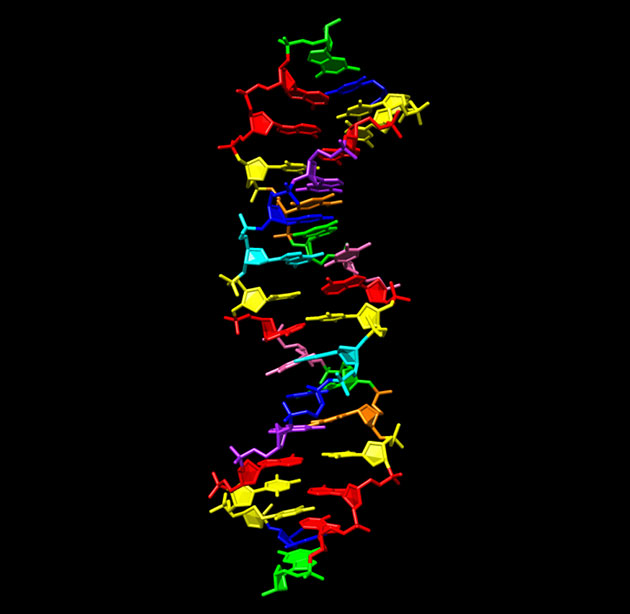 Grafische Darstellung der synthetisch erzeugten sog. Hachimoji-DNA, die neben den vier klassischen Informationsbestandteilen der regulären DNA (grün, rot, blau, gelb) zusätzlich vier neue Bauteile (cyan, pink, lila, orange) nutzt (Illu.). Copyright: Indiana University School of Medicine