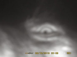 Auge in Auge mit Bigfoot? Trailcam-Aufnahme aus Virginia. Copyright: Barry Arrington