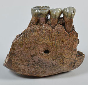 Unterkieferfragment von Meganthropus palaeojavanicus. Copyright: Senckenberg