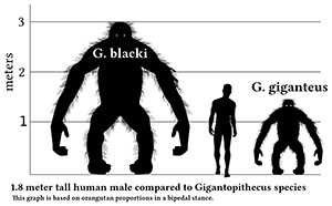Rekonstruktion der vermuteten Größe: G. blacki (links) und G. giganteus (rechts) in der Körperhaltung eines aufrecht stehenden Orang-Utans; in der Mitte: Homo sapiens. Copyright: Discott (via WikimediaCommons) / CC BY-SA 3.0