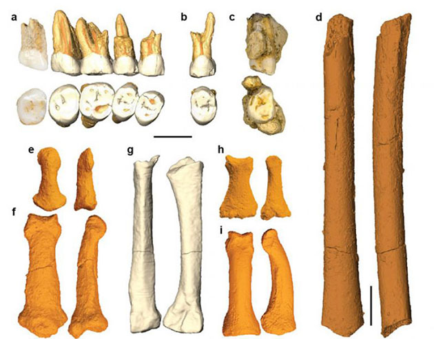Die bislang in der Callao-Höhle gefundenen Knochen von Homo luzonensis. Copyright: Callao Cave Archaeology Project