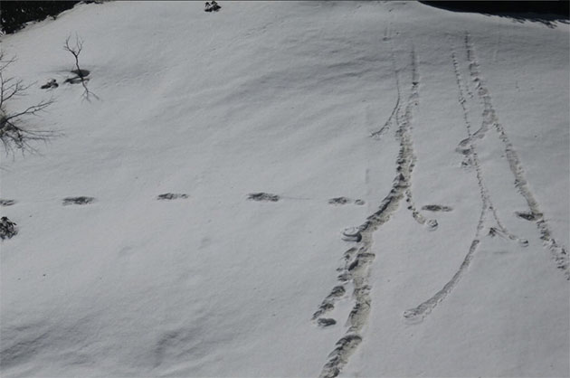 Stammen diese Spuren im Schnee des Makalu-Barun Nationalparks von einem Yeti? Wohl eher nicht. Copyright: ADG PI - INDIAN ARMY