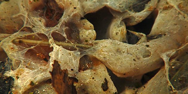Ein von und aus Mikroben gebildeter Biofilm in Süßwasser. Copyright/Quelle: PrintempsLamiot11 (via Commons Wikimedia/2015)