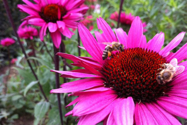 Studie zeigt: Bienen können Symbole mit Zahlen verknüpfen