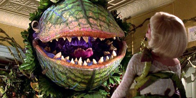 Standbild aus dem Film „Der kleine Horrorladen“ (1986) und humorvoller Kommentar zum Konzept sich selbst bewusster Pflanzen. Copyright: The Geffen Film Company/Warner Bros.
