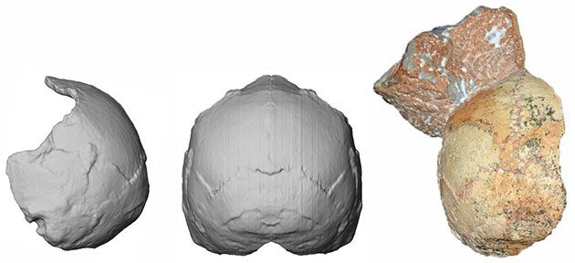 Der „Apidima 1“-Schädel (rechts) und seine Rekonstruktion von hinten (Mitte) und in linker Seitenansicht (links). Die runde Form ist ein Merkmal des modernen Menschen und hebt sich deutlich von Neandertaler-Schädeln ab. Copyright: Katerina Harvati, Universität Tübingen