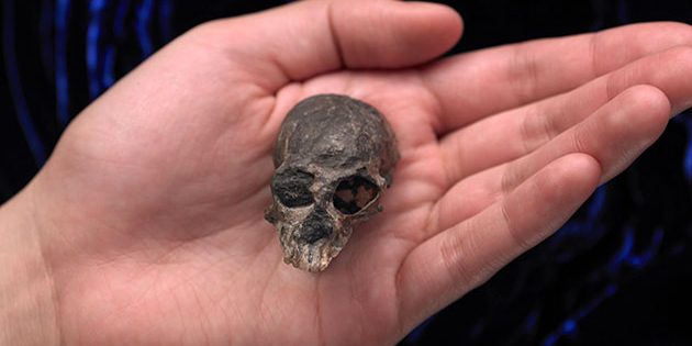 Der erstaunlich gut erhaltene, 20 Millionen Jahre alte, fossile Schädel von Chilecebus carrascoensis. Copyright: AMNH/N. Wong and M. Ellison