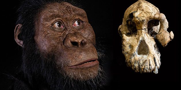 Der 3,8 Millionen Jahre alte fossile Schädel eines Australopithecus anamensis (l.) und die dazugehörige Gesichtsrekonstruktion. Copyright: Dale Omori (Schädel) und Matt Crow (Rekonstruktion), Cleveland Museum of Natural History