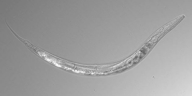 Mikroskopaufnahme: Der Fadenwurm Auanema sp. ist gegen hohe Arsendosen resistent und kommt sowohl in weiblicher, männlicher als auch in hermaphroditer Form im kalifornischen Mono Lake vor. Copyright: Caltech