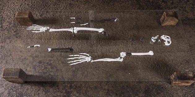 Blick auf das anhand von Teilfunden rekonstruierte Skelett eines Danuvius guggenmosi. Copyright/Quelle: Christoph Jäckle / uni-tuebingen.de