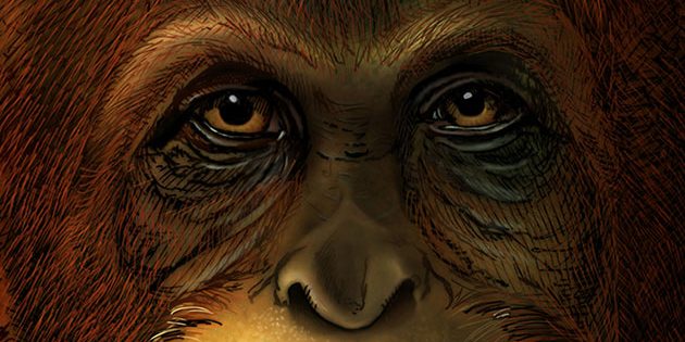 Künstlerische Gesichtsrekonstruktion eines Gigantopithecus blacki, basierend auf der Verandtschaft zu heute lebenden Orang-Utans (Illu.).  Copyright: Ikumi Kayama (Studio Kayama LLC)