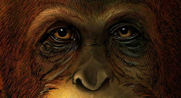 Künstlerische Gesichtsrekonstruktion eines Gigantopithecus blacki, basierend auf der Verandtschaft zu heute lebenden Orang-Utans (Illu.). Copyright: Ikumi Kayama (Studio Kayama LLC)