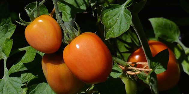 Symbolbild: Tomatenpflanze. Copyright: congerdesign (via Pixabay.com) / Pixabay License
