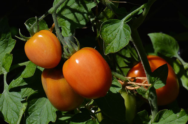 Symbolbild: Tomatenpflanze. Copyright: congerdesign (via Pixabay.com) / Pixabay License