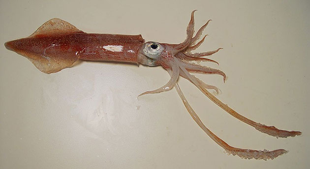 Ein Exemplar des Nordamerikanischen Kalmars (Doryteuthis pealei). Copyright: Public Domain