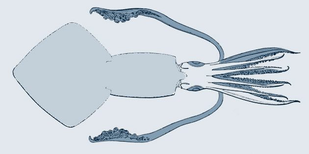Der Nordamerikanische Kalmar in einer anatomischen Darstellung (Illu.). Copyright: Public Domain
