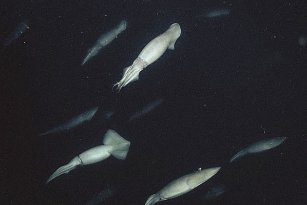 Humbold-Kalmare in 200 Metern Tiefe vor der Monterey Bay. Copyright: MBARI