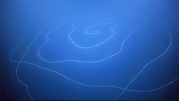Standbild aus dem Video. Copyright: Schmidt Ocean Institute