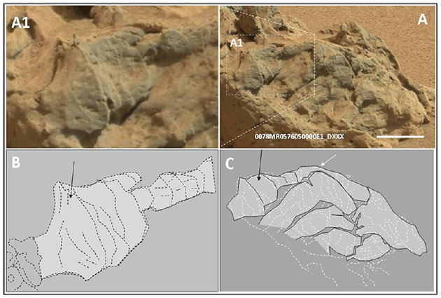 Konische Strukturen, die vom Mars-Rover “Curiosity” an einem Tongesteinsaufbruch am Missionstag „sol 78“ entdeckt und fotografiert wurden. Der Maßbalken entspricht 5 Zentimetern. Quelle/Copyright: V. Rizzo, International Journal of Astrobiology, 2020 / NASA