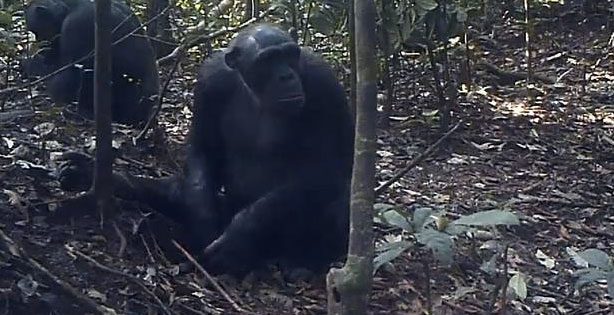 Schimpansen in La Belgique, Kamerun. Copyright: KMDA / MPI -EVA PanAf