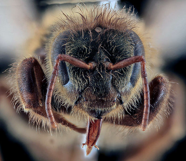 Nahansicht einer Bienenkönigin Copyright: Gemeinfrei