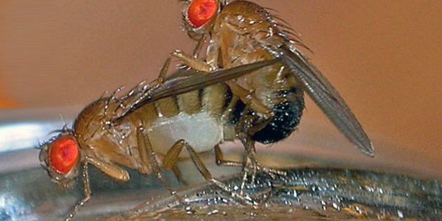 Kopulierende Fruchtfliegen Copyright: TheAlphaWolf (via WikimediaCommons) / CC BY-SA 3.0