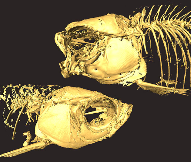 Das Skelett eines mutierten Zebrafisches mit versteiftem Kiefer (o.) im Vergleich zu einem normalen Zebrafisch. Copyright: Tetsuto Miyashita