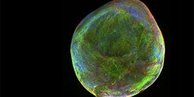 Ein Exemplar eines “Bioengineered Neuronal Organoids” (BENOs); die Ausbildung der neuronalen Netzwerkstruktur wird durch Färbung von neuronalen Markerproteinen (Microtubule-associated protein 2; blau) und Neurofilament (grün) sowie Gliazellen (Glial fibrillary acidic protein; rot) dargestellt. Maßstab (siehe Balken): 0,5 mm. Copyright/Quelle: Zafeiriou et al. (2020). Nat Commun, 11, 3791.