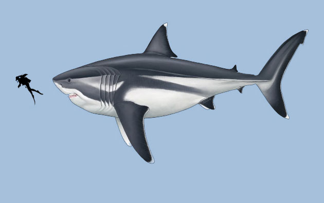 Grafischer Vergleich eines ausgewachsenen Megalodon mit einer Rückenflossenhöhe von rund 1,6 Metern im Vergleich zu einem Taucher (Illu.). Copyright: Oliver E. Demuth