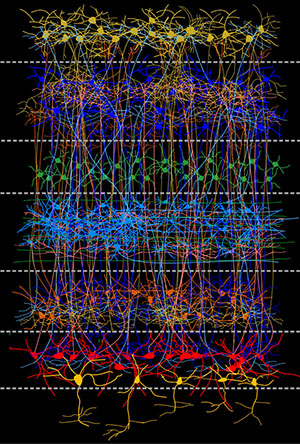 Ähnlich wie im Cortex von Säugetieren sind auch die Nervenzellen in bestimmten Bereichen des Gehirns von Vögeln in vertikalen Schichten und horizontalen Säulen organisiert. Copyright: RUB-Biopsychologie