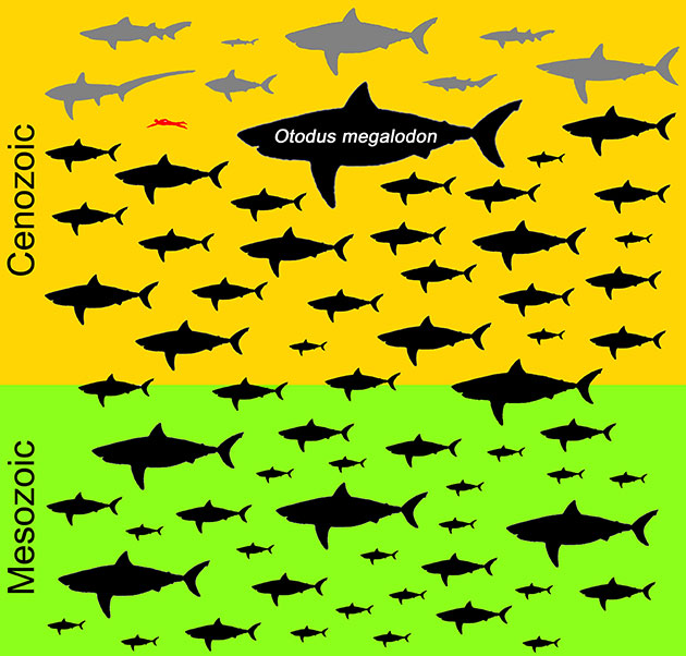 Die Grafik zeigt die Verteilung der Maximalgröße aller 70 bekannten fleischfressenden Makrelenhaiarten (Lamnidae). Heute noch lebende Arten sind grau, ausgestorbene Arten schwarz dargestellt. Ein erwachsener Taucher ist zu Vergleichszwecken rot abgebildet. Auffallend ist, dass Otodus megalodon mit einer Körperlänge von 15 Metern sich auch von seinen Zeitgenossen deutlich absetzt. Copyright/Quelle: Kenshu Shimada / DePaul University