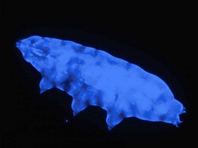 Ein unter UV-Bestrahlung fluoreszierendes Bärtierchen. Copyright: Eswarappa et al, Biol. Letters 2020