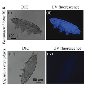 Im Vergleich: Ein unter UV-Licht stark fluoreszierendes Bärtierchen der Art „Paramacrobiotus BLR“ (o.) und ein Vergleichstier der Art „Hypsibius exemplaris“ (u.). Copyright: Eswarappa et al, Biol. Letters 2020