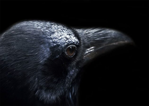 Symbolbild: Rabenvogel. Copyright: Public Domain