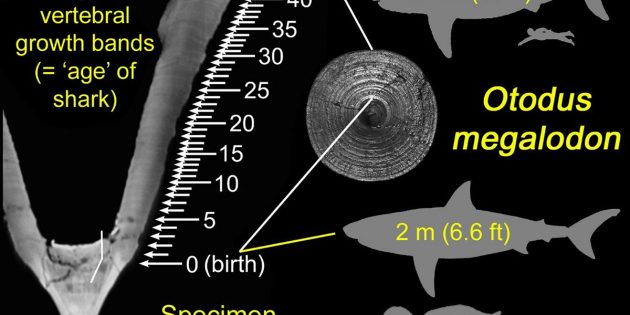 Wachstumsbänder an fossilen Knochenfunden des riesigen Urzeithais Megalodon verweisen auf eine Lebensgröße von rund 9 Metern des mit etwa 46 Jahren verstorbenen Tieres, das bei der Geburt bereits rund 2 Meter groß gewesen sein muss. Copyright: DePaul University/Kenshu Shimada
