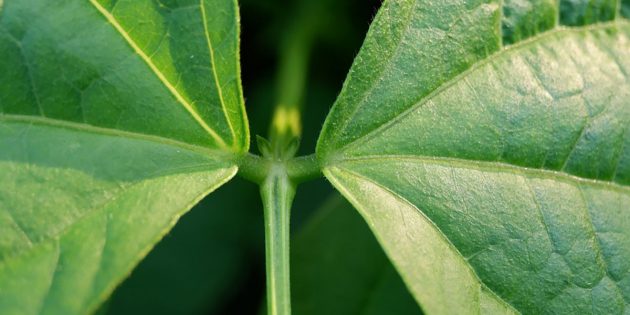 Symbolbild: Blätter einer Gartenbohne. Copyright: natureconcept (via Pixabay.com) / Pixabay License