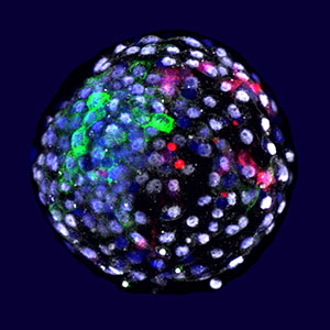 Mikroskopaufnahme des chimären Embryos. Fluoreszente Genmarker ermöglichen die Unterscheidung der unterschiedlichen Zellquellen. Copyright: Weizhi Ji, Kunming University of Science and Technology