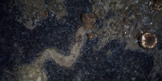 Schwämme hinterlassen Spuren am Meeresboden der Tiefsee. Bisher ging die Wissenschaft davon aus, dass die Tiere festsitzen. Copyright: AWI OFOBS team PS101)