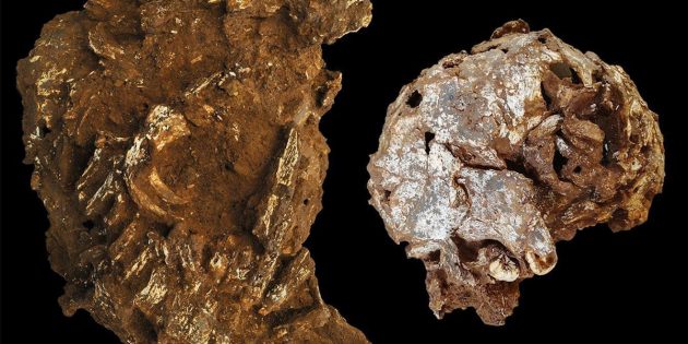 Außenansicht des geborgenen Hauptblocks mit dem auseinandergebrochenen Teilskelett (l.) und Außenansicht der linken Seite von Mtotos Schädel und Unterkiefer (r.). Copyright: Martinón-Torres, et al., 2021
