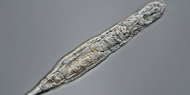 Das nach 24.000 Jahren aus dem sibirischem Permafrost aufgetaute und wiederbelebte Rädertierechen. Copyright/Quelle: Michael Plewka / Cell
