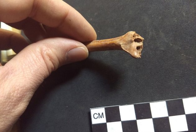 Ein aktuell neu datierter Hasenknochen aus der Coxcatlan-Höhle. Copyright: Andrew Somerville