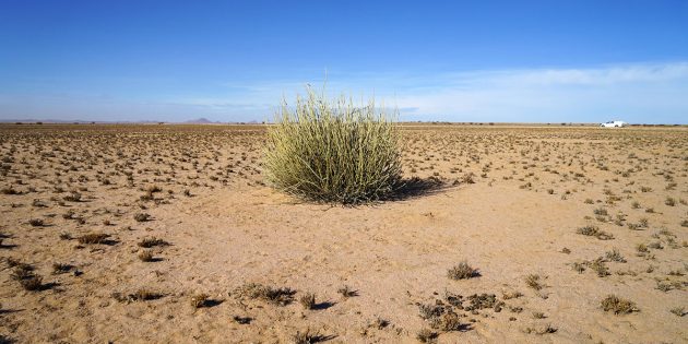 Ein vitaler Euphorbia-damarana-Busch, der am Rande eines viel größeren Feenkreises in der Region Brandberg wächst. Die Größenverteilung der abgestorbenen Sträucher stimmte nicht mit den Größen der Feenkreise in der Studie überein. Copyright: Dr. Stephan Getzin