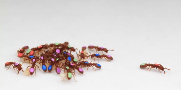 Durch automatisiertes Tracking wird die Komplexität der kollektiven Organisation von Ameisen sichtbar. Copyright: Daniel Kronauer