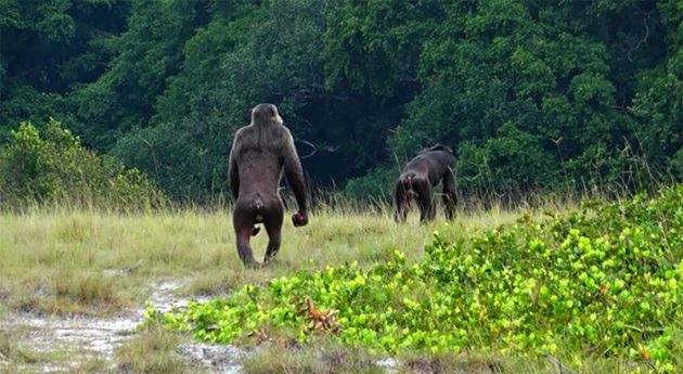 Schimpansen im Loango-Nationalpark. Copyright: Lara Southern, ozouga.org
