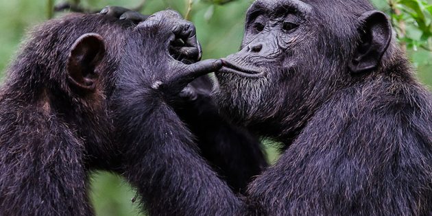 Interaktion zwischen Bonobos. Copyright: Emilie Genty